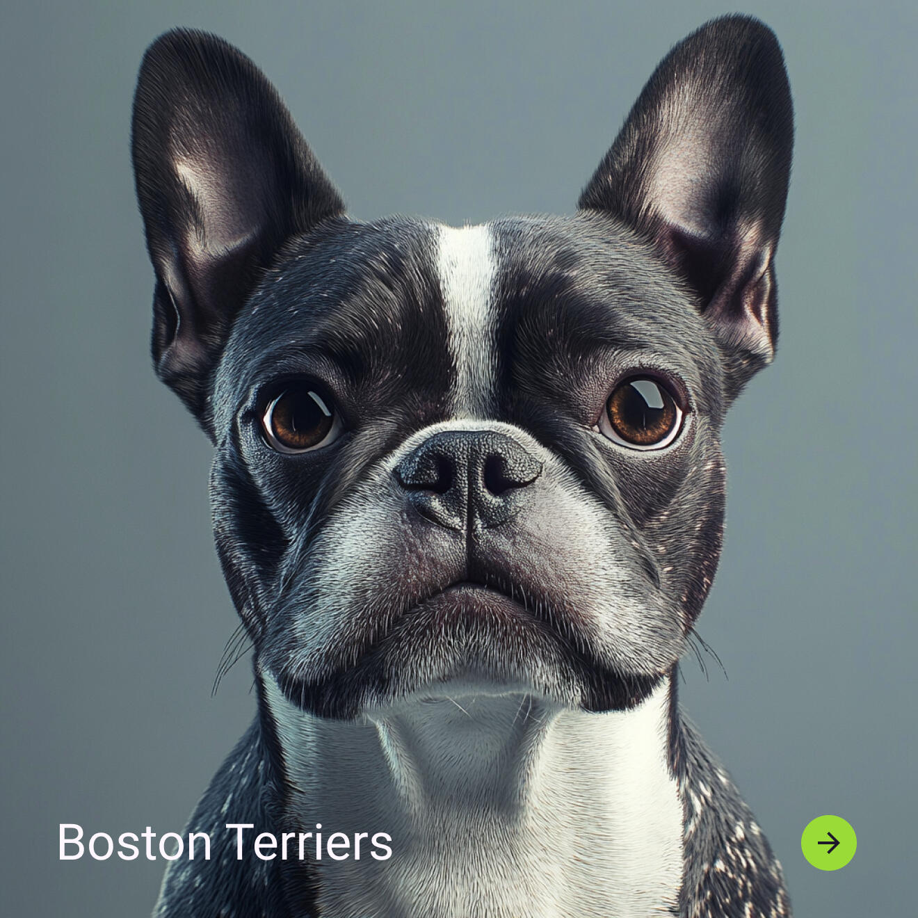 shop boston terriers